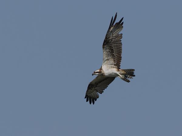Western osprey (Pandion haliaetus)